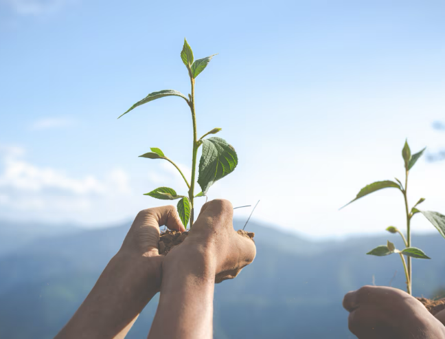 2c05ed516240a9d4b69cb64265556e47